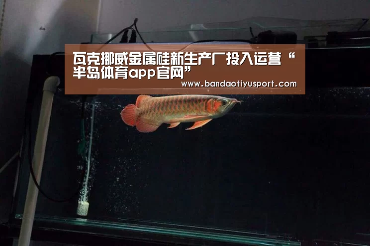 瓦克挪威金属硅新生产厂投入运营“半岛体育app官网”(图4) 半岛体育官网首页